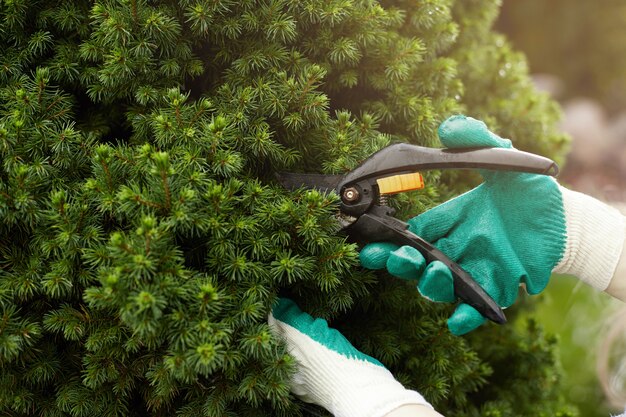 Cropped view of gardening worker wearing protective gloves while trimming plants