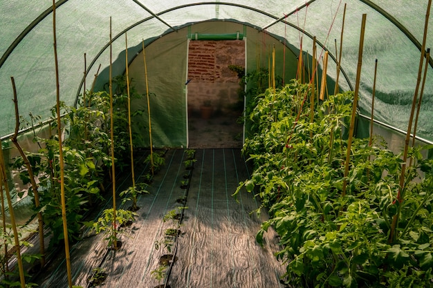 Crops growing in the greenhouse next to wooden sticks