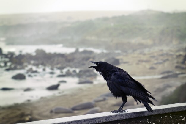 Crow perched on concrete wall with ocean overview