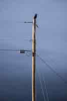 Free photo crow perched on top of pole