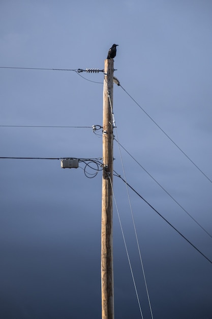 Crow perched on top of pole