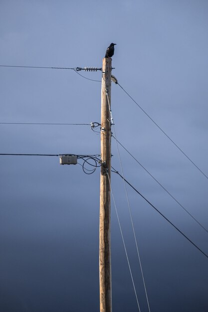 Crow perched on top of pole