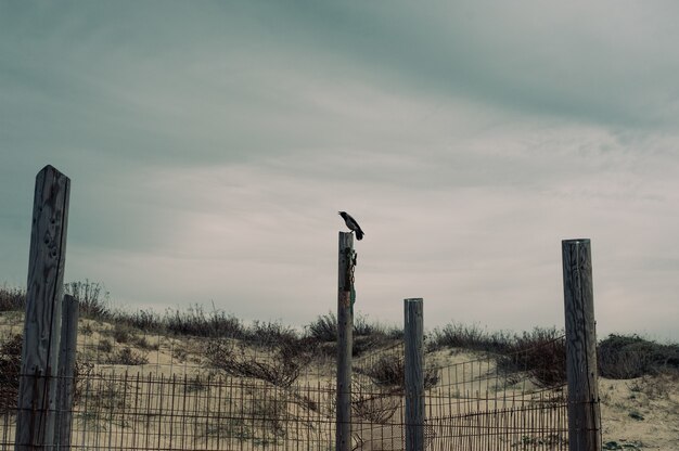 Ворона сидит на деревянной колонне в безлюдной местности