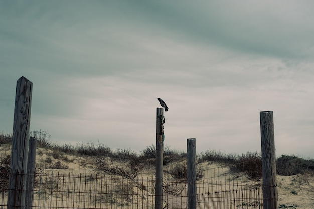 Crow sitting on a wooden column in a deserted area