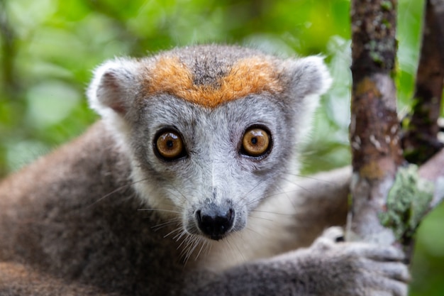 The crown lemur on a tree in the rainforest of madagascar