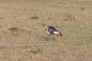 Free photo crowned crane