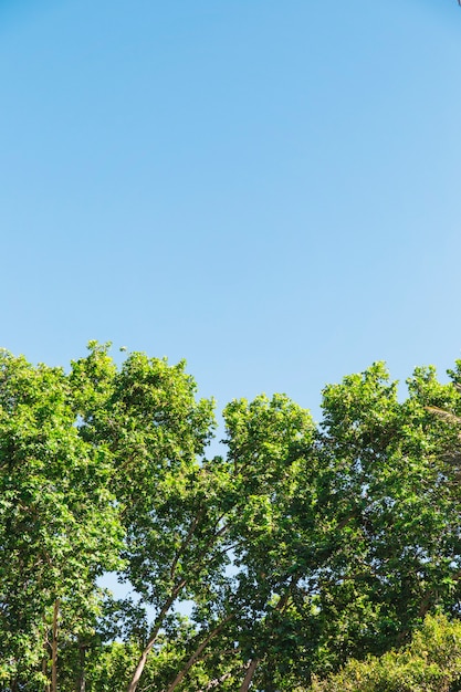 Crowns of forest trees