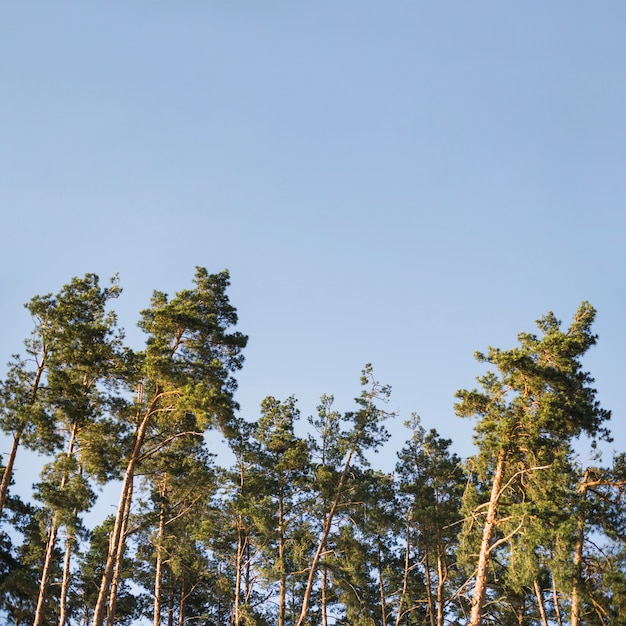 Crowns of forest trees