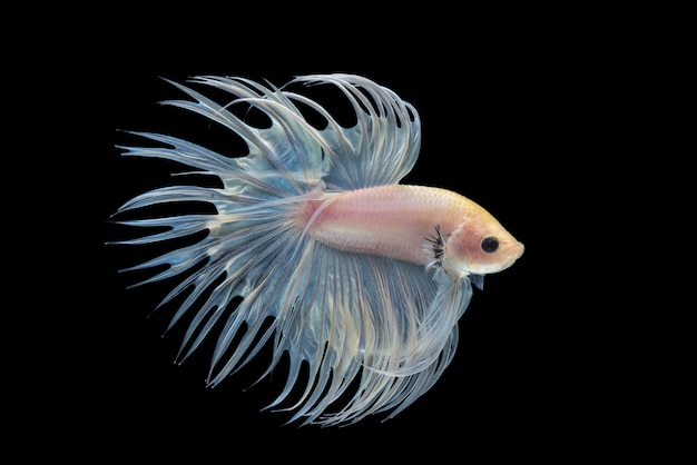 Crowntail Betta