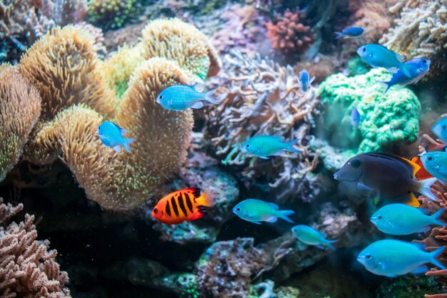 Ctenochaetus tominiensis, Flame angelfish, Blue malawi cichlids fishes 및 Actinia coral