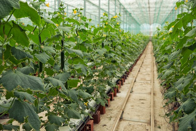 狭い道を歩く温室で成長しているキュウリの植物。