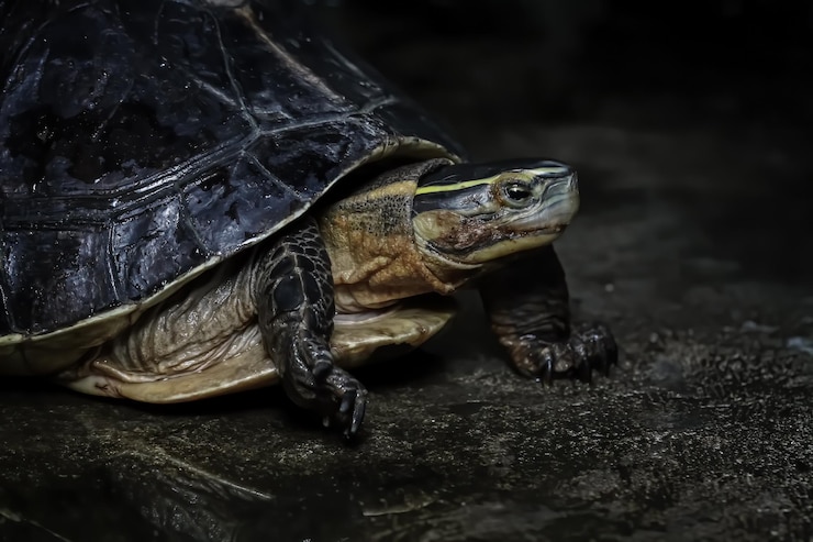 Free Photo cuora amboinensis closeup head cuora amboinensis closeup