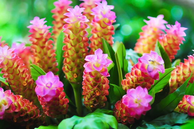 Куркума петиолата, известная как жемчужина Таиланда, сиамский тюльпан, пастельный скрытый имбирь, скрытая лилия или королевская лилия, является растением семейства Zingiberaceae или имбиря. Он родом из Таиланда и Малайзии