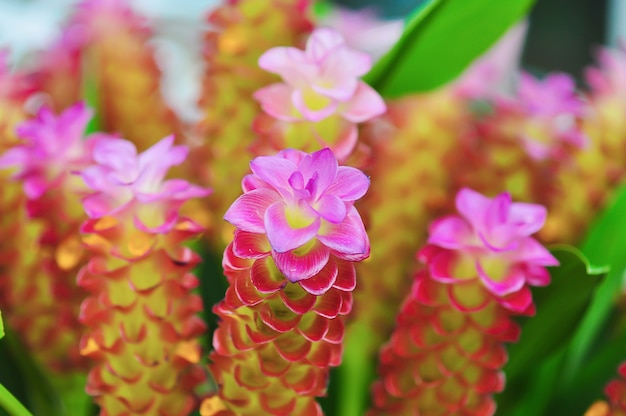 Foto gratuita la petiolata di curcuma conosciuta come gioiello della thailandia, tulipano siam, zenzero pastello nascosto, giglio nascosto o giglio regina, è una pianta della famiglia zingiberaceae o zenzero. è originario della thailandia e della malesia