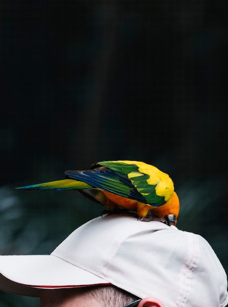 Un curioso uccello sul cappello di un uomo