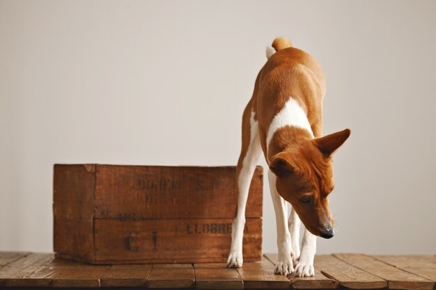 A curious brown and white dog is looking around and sniffing air in a studio with white walls, rustic wooden floor and nice vintage box