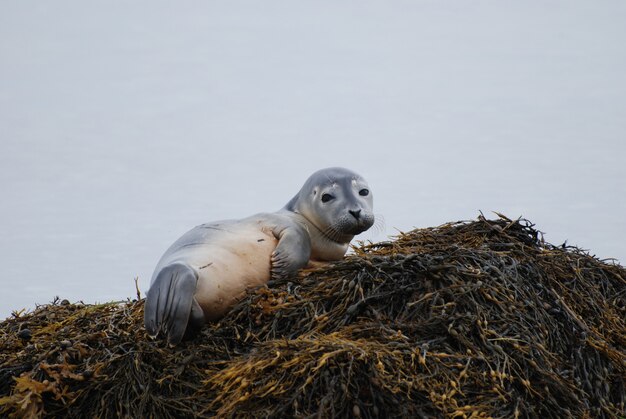 Curious expression on the face of a baby harbor seal