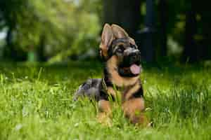 Free photo curious german shepherd puppy lying on grass