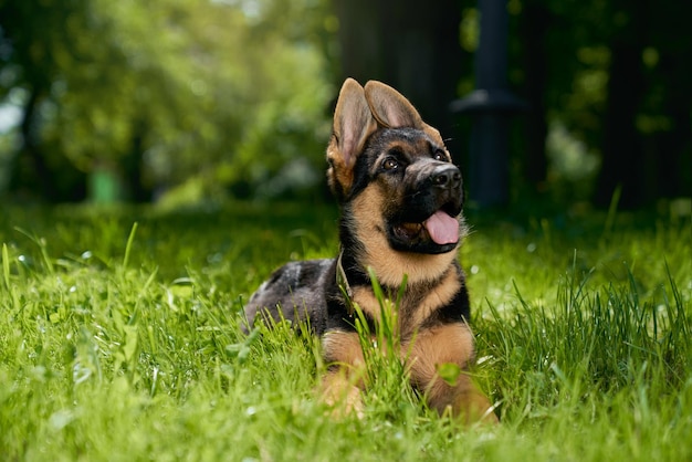 草の上に横たわっている好奇心旺盛なジャーマンシェパードの子犬