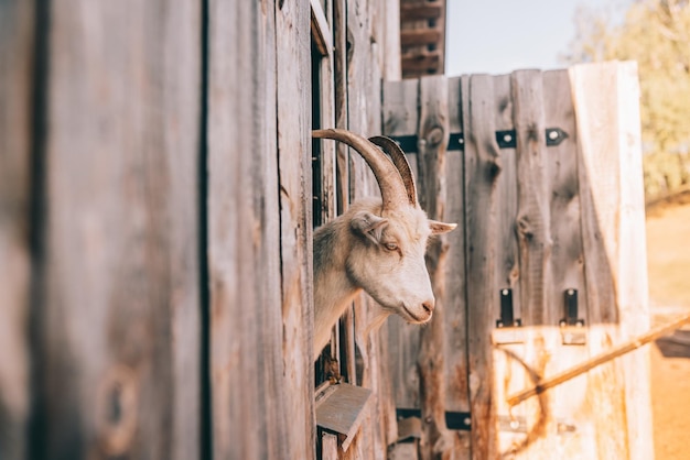 Free photo a curious goat poked its head out of the wooden pen