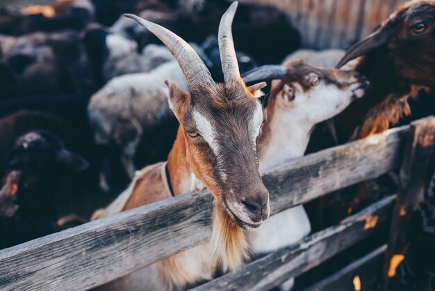 Curious goat in wooden corral looking at the camera