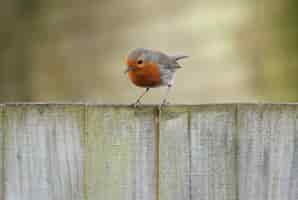 Free photo curious robin redbreast bird standing on wooden boards, looking down with a blurred background