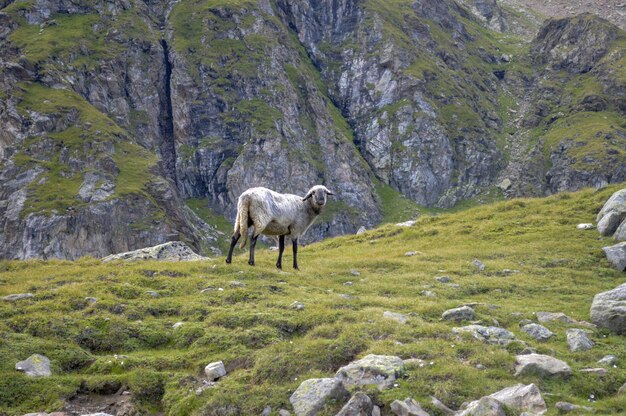 Foto gratuita curiose pecore su un pendio roccioso di montagna durante il giorno