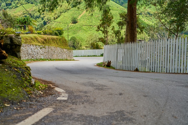 Free photo curved road in the forest