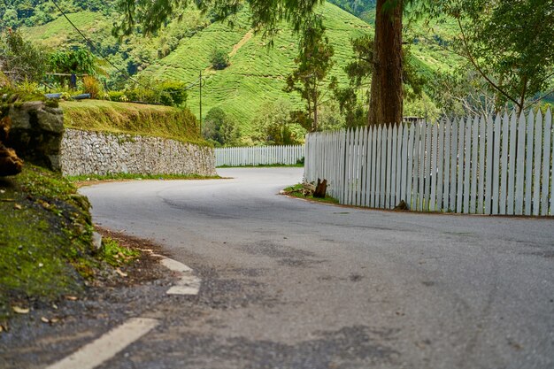 森の中の曲がった道路