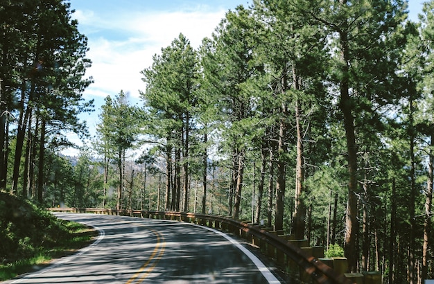 화창한 날에 숲 한가운데에 매력적인 도로