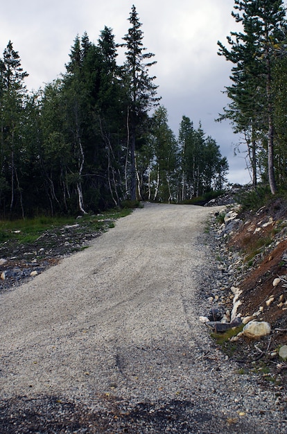 ノルウェーの美しい緑の木々に囲まれた曲線道路