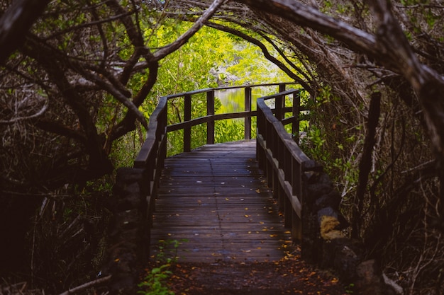 Curvy wooden pathway in the middle trees and s water in a distance