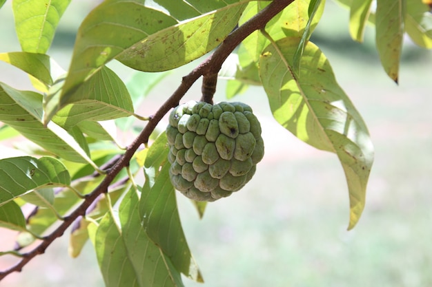 custard apple