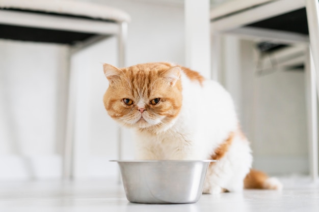 Cut orange cat with bowl