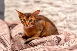 Бесплатное фото Симпатичная абиссинская кошка отдыхает на мягкой подушке