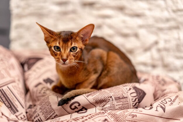 Cute Abyssinian cat resting on the soft pillow