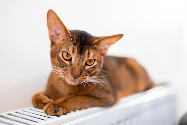 Cute Abyssinian purebred cat laying on the radiator