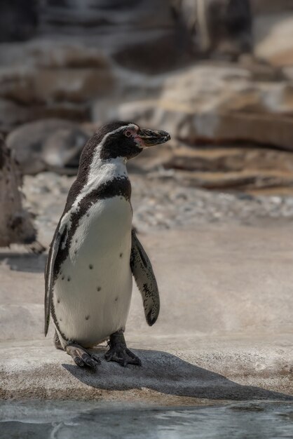 水の近くに立っているキュートで愛らしいペンギン