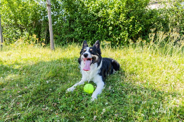 Cute and adorable Welsh Sheepdog sitting on the grass with it's tongue out