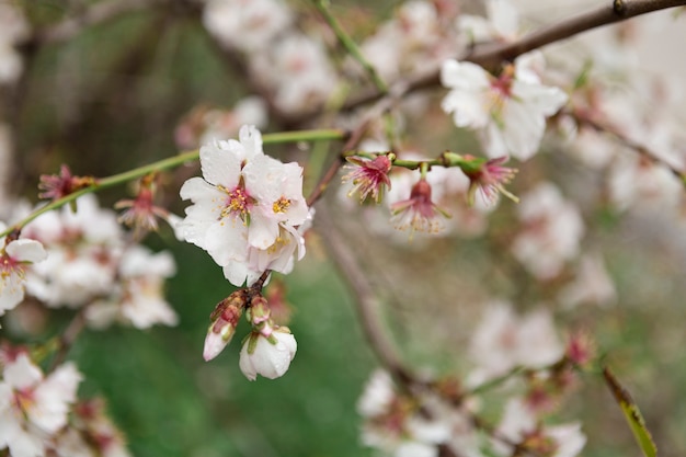 Free photo cute almond blossoms with blurred background
