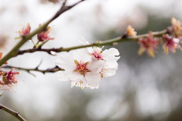 Cute almond blossoms with water drops