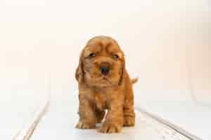 Бесплатное фото Симпатичный и пушистый щенок английского кокер-спаниеля, стоящий на деревянной белой поверхности