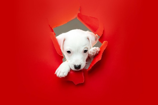 Симпатичная и маленькая собачка работает прорыв на красном студийном фоне