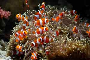 Free photo cute anemone fish playing on the coral reef