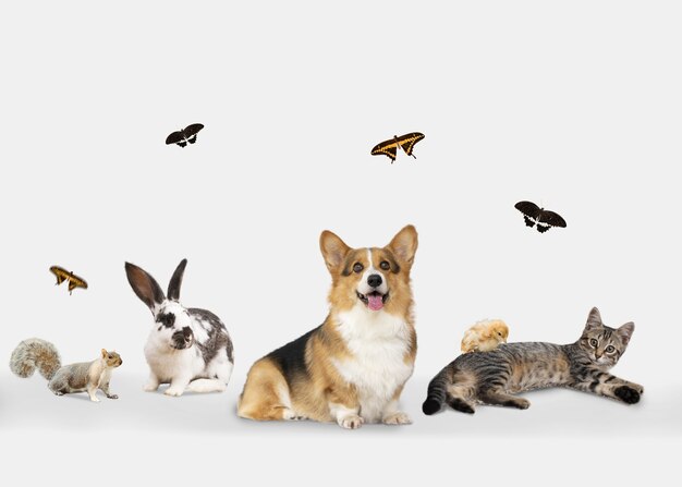 Cute animals group on white background