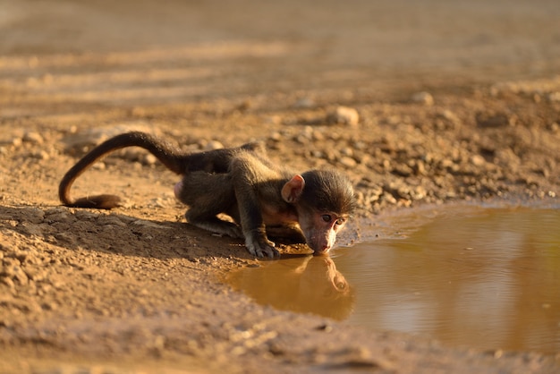 무료 사진 진흙 연못에서 귀여운 아기 원숭이 식 수