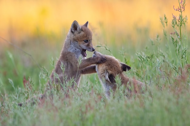 Cute baby foxes playing in a green grassy field at daytime