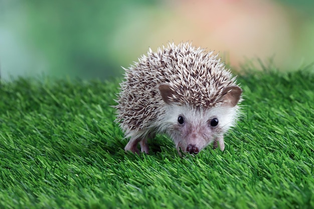 草の上のかわいい赤ちゃんハリネズミのクローズアップ草で遊ぶ赤ちゃんハリネズミ赤ちゃんハリネズミのクローズアップ