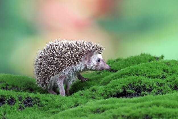 草の上のかわいい赤ちゃんハリネズミのクローズアップ草で遊ぶ赤ちゃんハリネズミ