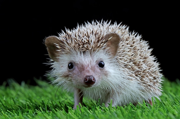 黒の背景を持つ草の上のかわいい赤ちゃんハリネズミのクローズアップ